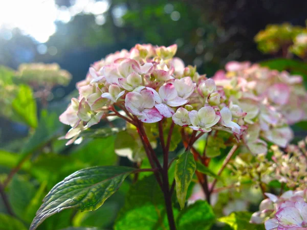 白とピンクの花が咲く庭では 秋に大きな葉のアジサイが咲きます — ストック写真