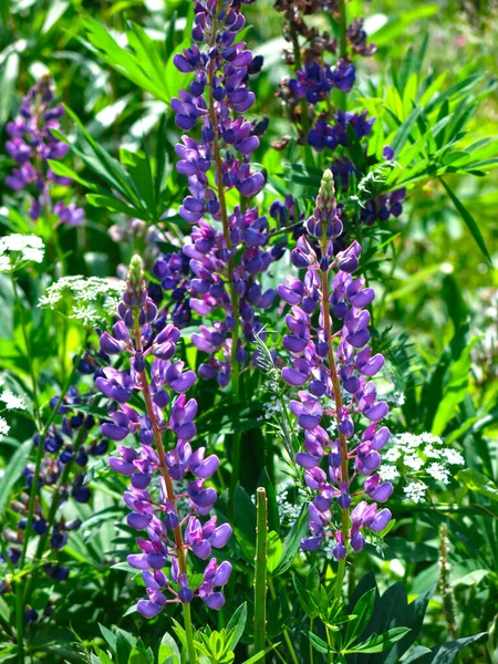 Blå Lupiner Blommar Trädgården Sommaren — Stockfoto