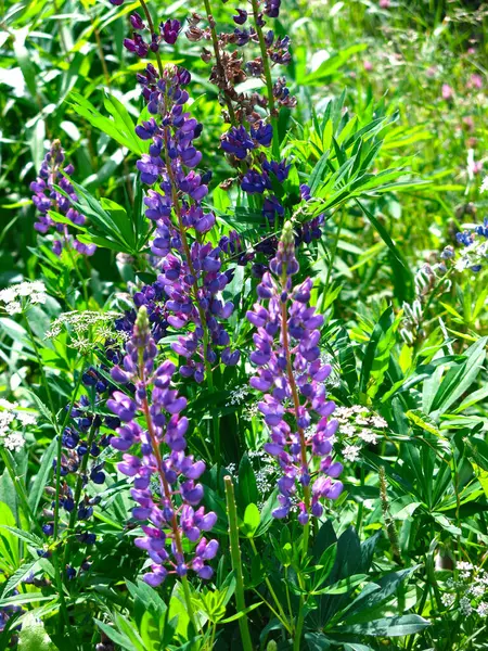 Modré Lupiny Kvetou Zahradě Létě — Stock fotografie