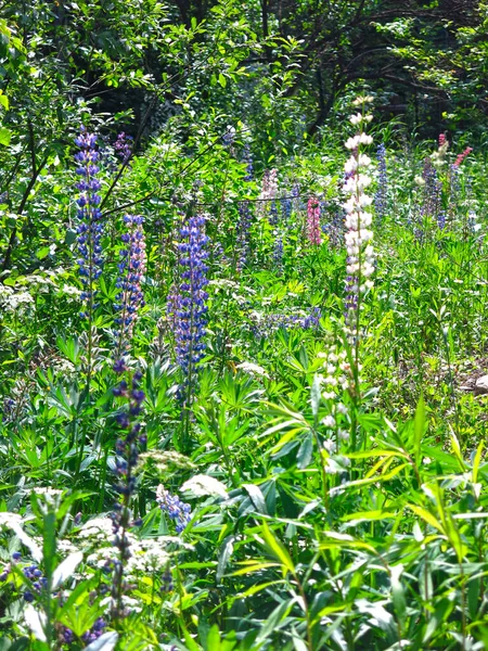 Modré Lupiny Kvetou Zahradě Létě — Stock fotografie