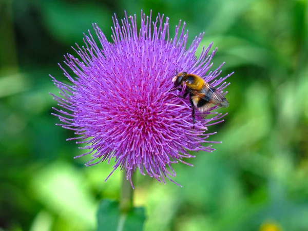 Abejorro Sienta Una Flor Púrpura — Foto de Stock