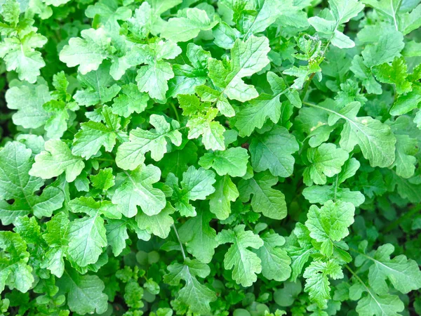 Jonge Mosterd Groeit Tuin Uitstekende Natuurlijke Achtergrond — Stockfoto