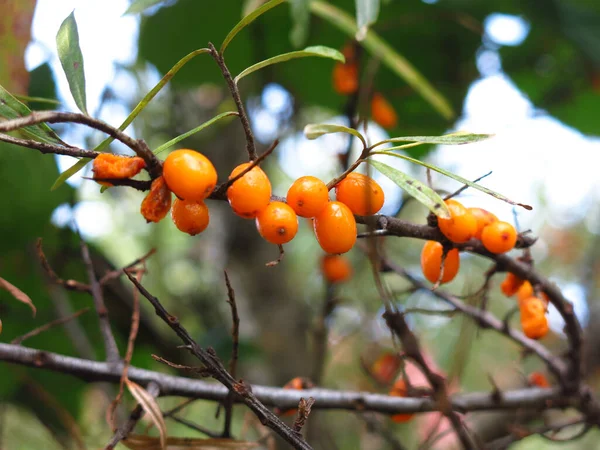 Bacche Olivello Spinoso Arancio Autunno Albero Giardino — Foto Stock