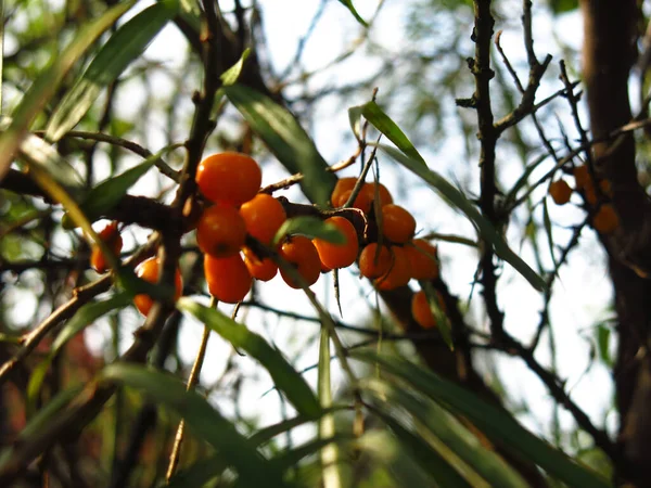 Orange Sanddornbeeren Herbst Auf Einem Baum Garten — Stockfoto