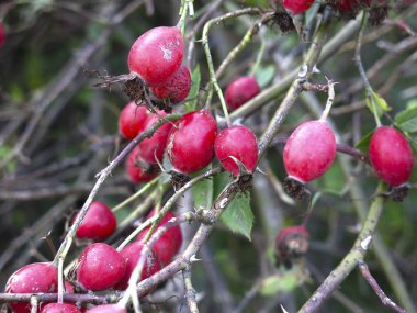 Sonbaharda çalılıklarda kırmızı gül ağacı üzümleri