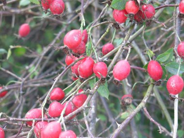 Sonbaharda çalılıklarda kırmızı gül ağacı üzümleri