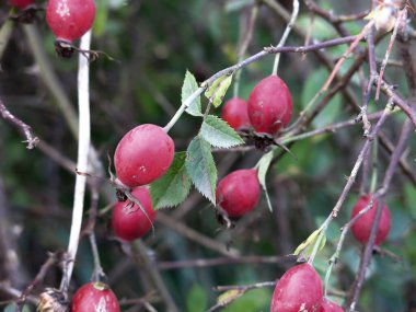 Sonbaharda çalılıklarda kırmızı gül ağacı üzümleri