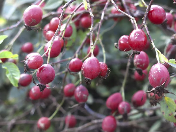 Red Rosehip Berries Bush Autumn — Stock Photo, Image