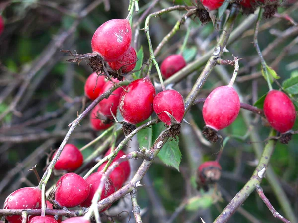 Red Rosehip Berries Bush Autumn — Stock Photo, Image