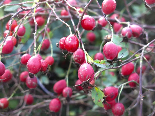 秋に茂みの上に赤いバラの果実 — ストック写真