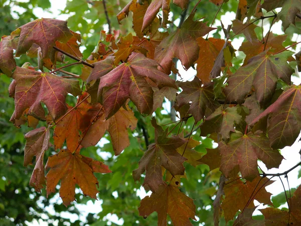 Πολύχρωμα Φθινοπωρινά Φύλλα Ενός Λυπηρού Σφενδάμου Στη Φύση — Φωτογραφία Αρχείου