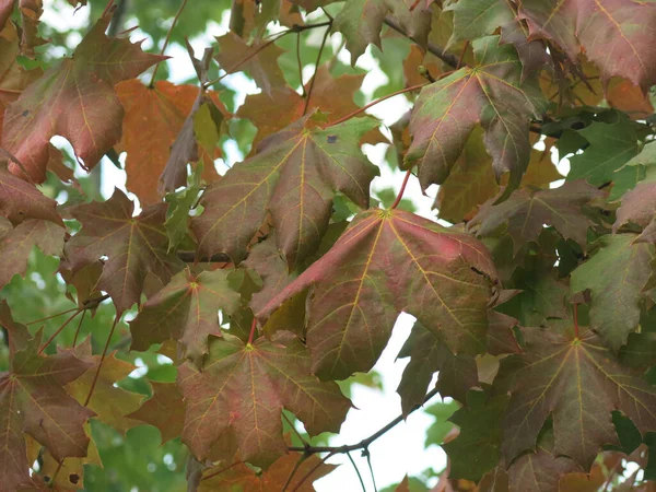 Foglie Autunnali Colorate Acero Triste Natura — Foto Stock