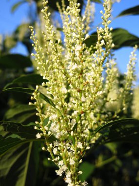 Uzun ömürlü bir bitki Reynoutria japonica sonbaharda bir Bush 'ta çiçek açar.