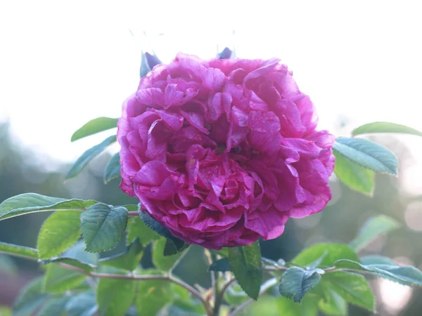 Rote Flauschige Blume Einer Leuchtenden Hagebutte Auf Einem Bush — Stockfoto