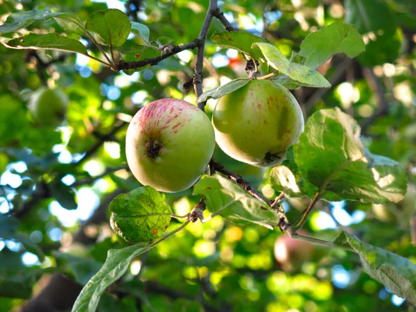 Bahçedeki Elma Ağacında Olgunlaşmış Genç Kırmızı Yeşil Elmalar — Stok fotoğraf