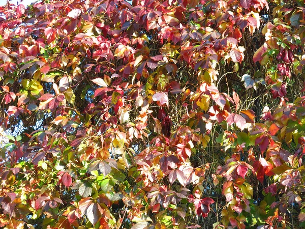 Cortina Uvas Vermelhas Selvagens Outono — Fotografia de Stock