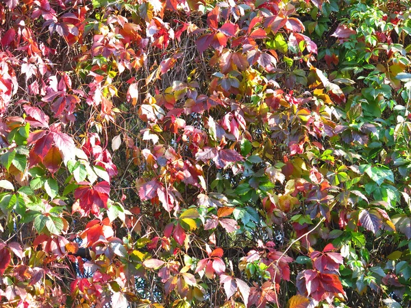 Cortina Uvas Vermelhas Selvagens Outono — Fotografia de Stock