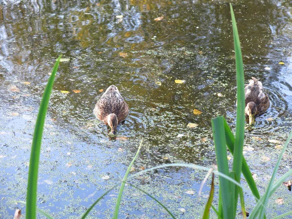 오리는 여름에 연못에서 헤엄친다 — 스톡 사진