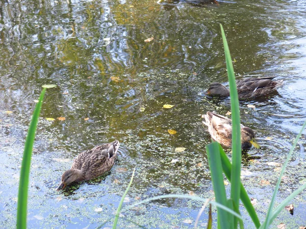오리는 여름에 연못에서 헤엄친다 — 스톡 사진