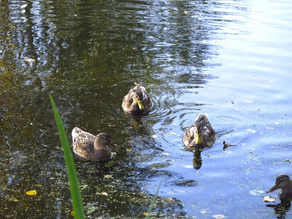 Wild Ducks Swim Pond Summer — Stock Photo, Image