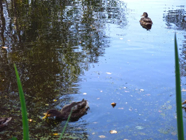 Wildenten Schwimmen Sommer Teich — Stockfoto