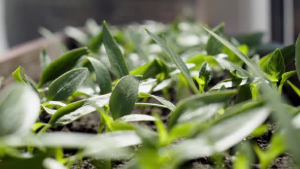 Besprutning med vatten eller kemikalier hem plantor på fönsterbrädan hemma - närbild. — Stockvideo