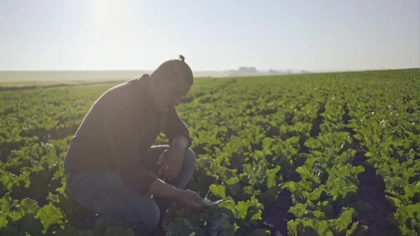 Campesino mano en el campo de remolacha azucarera. Concepto agrícola . — Vídeo de stock