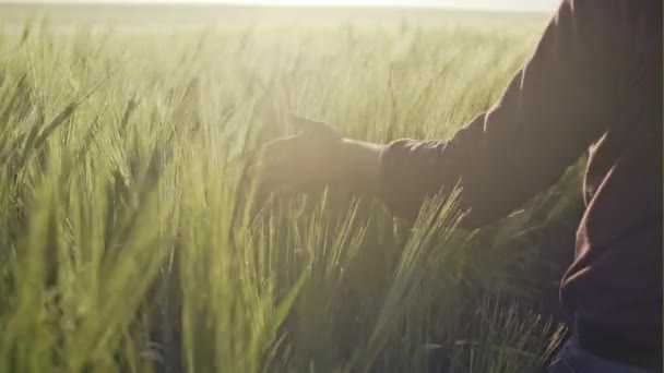 Рука фермера, який торкається дозрівання пшеничних вух на початку літа - повільний рух — стокове відео