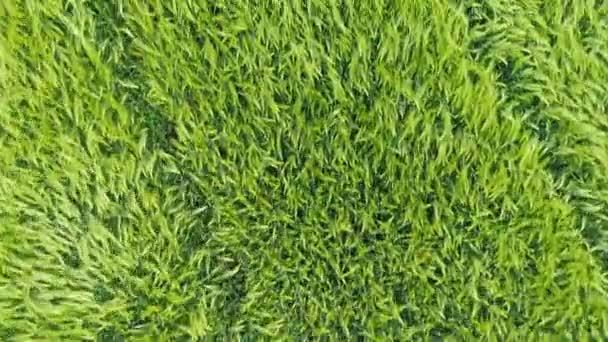 Groen gras achtergrond. Luchtfoto bovenaanzicht — Stockvideo
