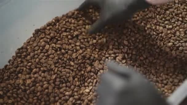 Hombre comprobando la calidad de los granos de café en contenedor — Vídeo de stock