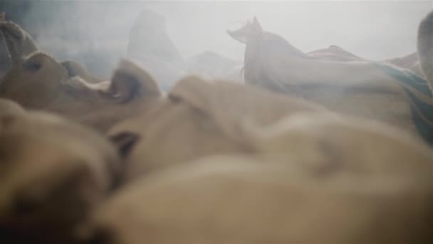 Saco con granos de café tostados con aroma de evaporación de calor sobre fondo oscuro, vista de cerca — Vídeos de Stock