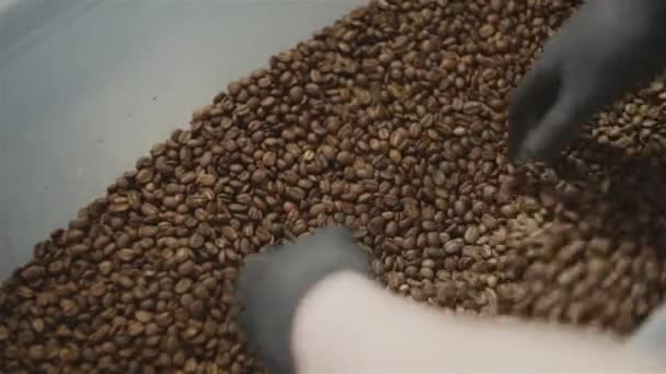 A man wearing black gloves mixes freshly baked coffee beans - close up — Stock Video