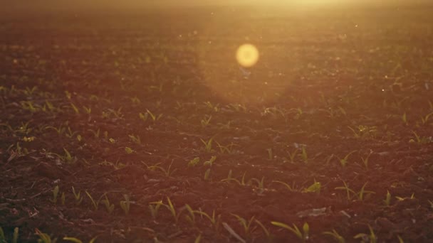 Pôr do sol bonito sobre o campo grande verde . — Vídeo de Stock
