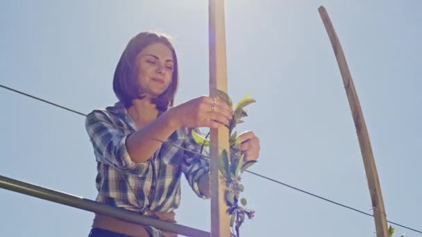 Woman training a plant on a trellis — Stock Video