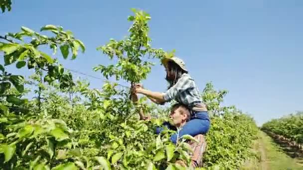 Agricultor porquinho apoiando uma mulher como ela verifica árvores — Vídeo de Stock