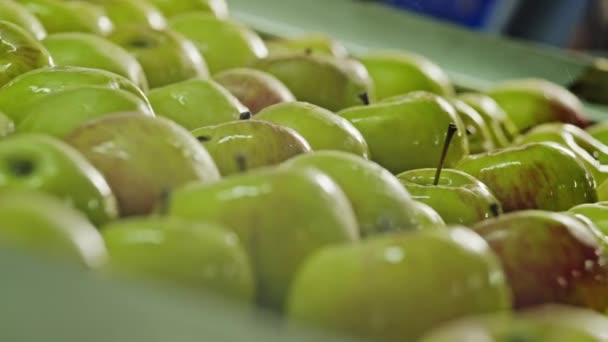 Mokré Zelená jablka na běžícím pásu — Stock video