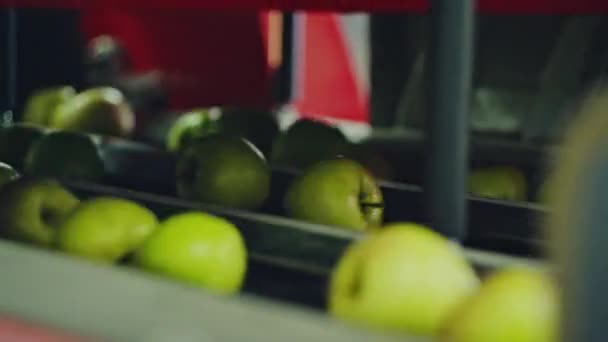 Maçãs lavadas limpas em uma correia transportadora em um galpão de embalagem agrícola preparando o fruto para embalagem para o mercado de exportação — Vídeo de Stock