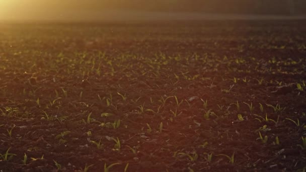 Weergave van zwarte vruchtbare bodem met kleine verse groene spruiten kweken in zonlicht — Stockvideo