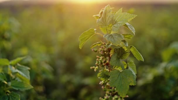 Closeup of growing branch of blackcurrant bush with green vegetation and unripe berries in back lit — Stock Video