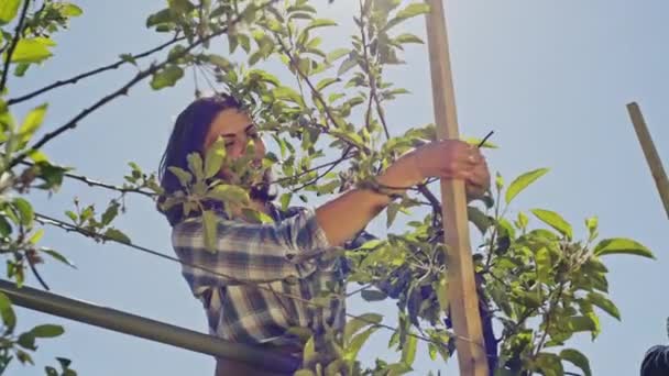 De abajo tiro de la mujer en camisa a cuadros atando la planta verde que crece al palo de madera en la luz del sol — Vídeos de Stock