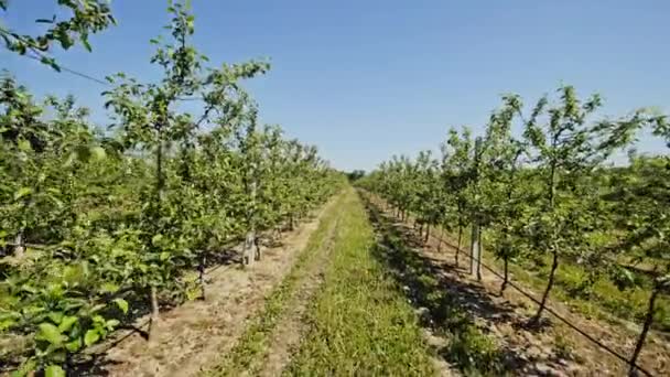 Perspectief weergave van rijen van jonge bomen groeien op landelijke plantage onder heldere blauwe hemel — Stockvideo