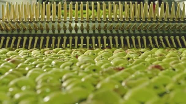 Конвейерная обработка спелых яблок — стоковое видео