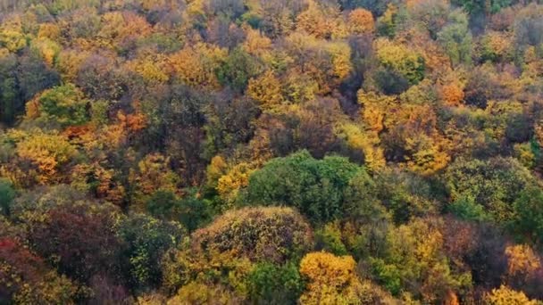 Aerial view from a drone of an autumn forest or woodland with colorful yellow fall showing the changing seasons — Stock Video