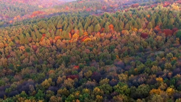 Vista aérea al bosque de color otoñal . — Vídeo de stock