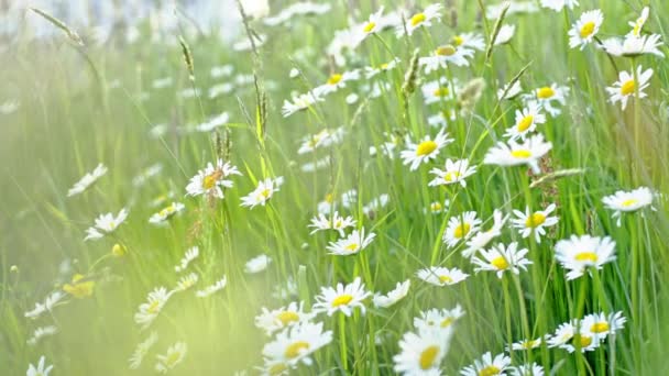 Sfondo naturale con fiori di margherita in fiore. Prato fiorito Estate con focus selettivo . — Video Stock