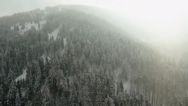 Flygfoto över en vinter skog med dimma och snö täckta pinjeträd i en atmosfärisk kalla säsongsbetonade landskap skott från en drone. — Stockvideo