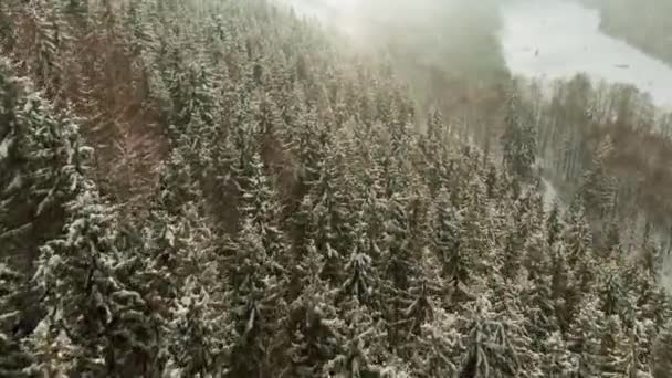 Volare su terreni sinuosi e cime di conifere in foresta naturale selvaggia dopo nevicate invernali in tempo coperto - riprese drone — Video Stock