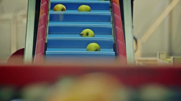 Fresh green apple fruits sorting on conveyer belt, viewed in close-up and selective focus. Agricultural factory process — Stock Video