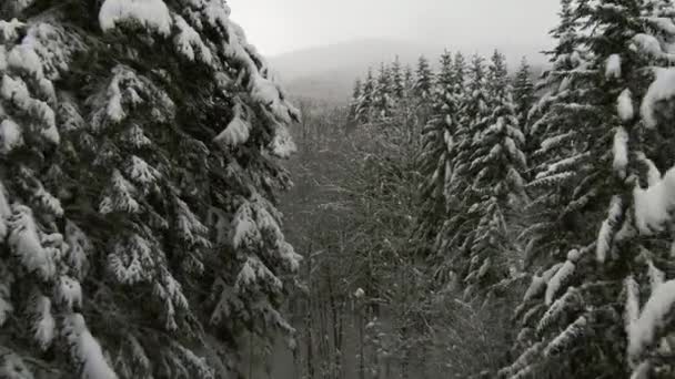 Dolly fuera de entre árboles nevados en el bosque — Vídeos de Stock