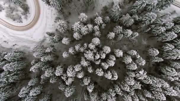 Imágenes aéreas de bosque de coníferas nevadas y camino serpentino errante en invierno, disparadas verticalmente desde la vista de las aves — Vídeo de stock